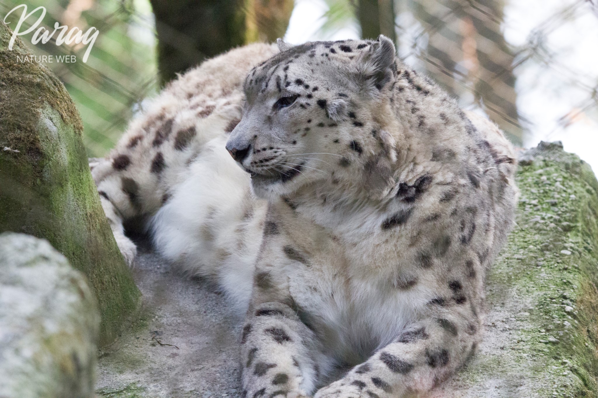 Snow Leopard